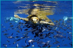 Olive Ridley Sea Turtle | Costa Rica