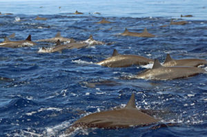 A Sea of Spinner Dolphins