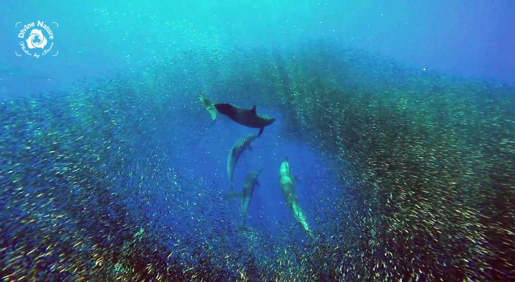 Dolphins feeding on bait ball in Drake Bay, Costa Rica