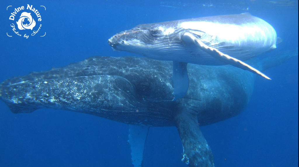 Mom and Baby Humpback Whales