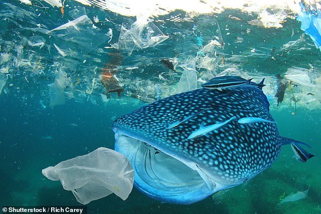 whale shark about to eat a plastic bag