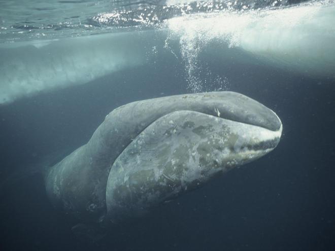 Bowhead whale 256 years old