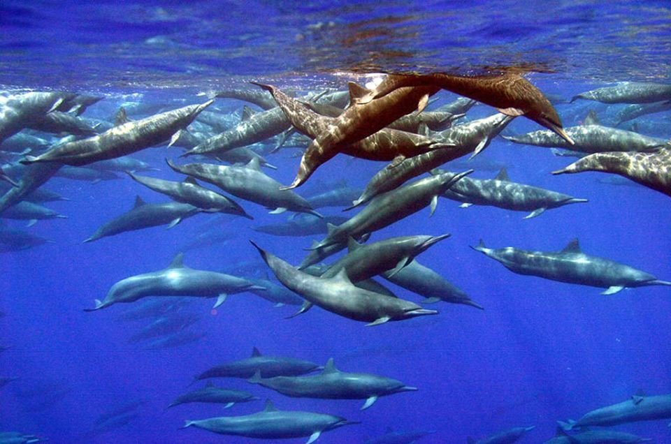 Dolphin and Whale Watching Tour in Drake Bay, Costa Rica