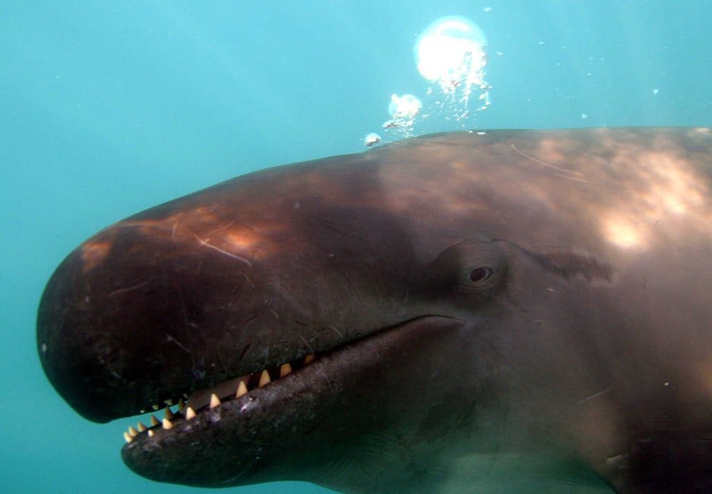 Pseudo Orca Smile in Drake Bay, Costa Rica