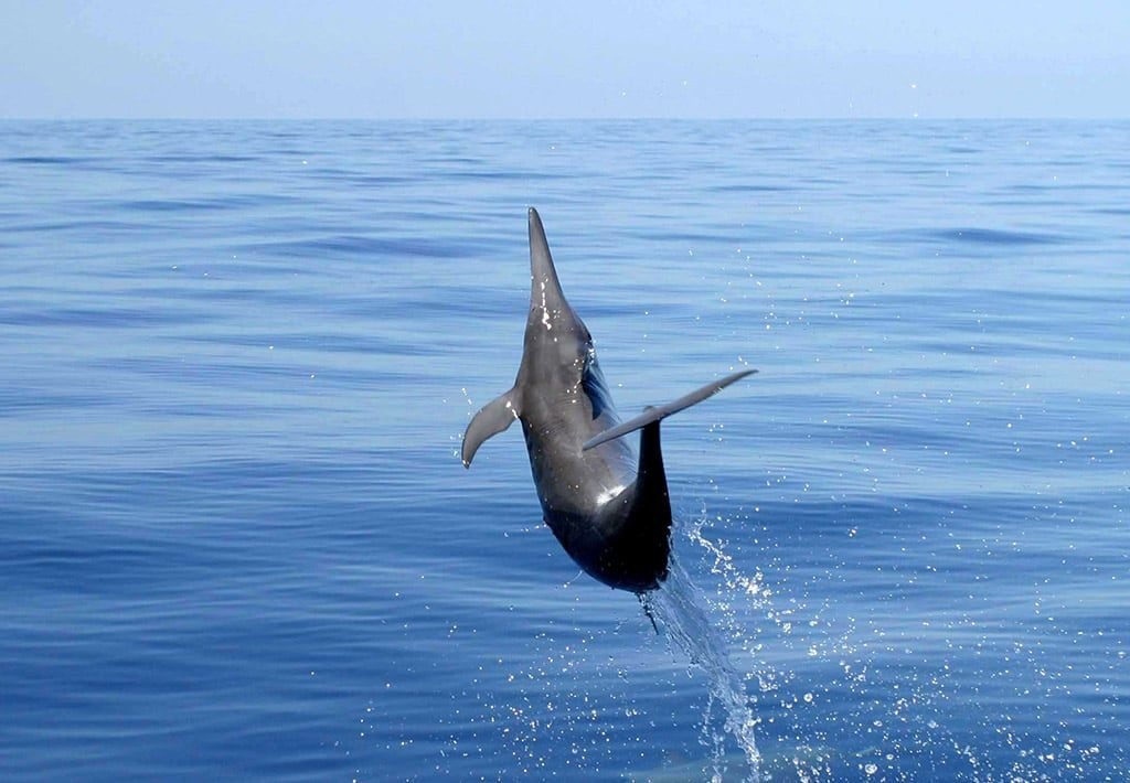 Spinner Dolphin Leap