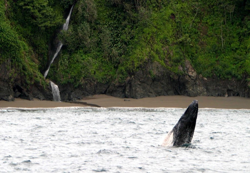 Baby Humpback Whale by Caño Island