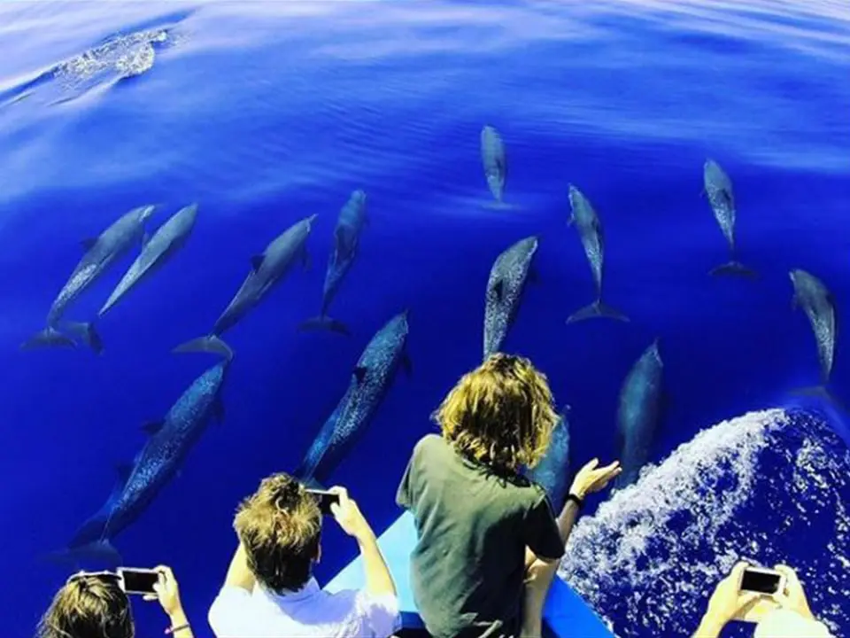 Divine Dolphin Tours with Pantropical Spotted Dolphins | Gallery | Divine Dolphin's Whale and Dolphin Videos, Pictures and Sounds