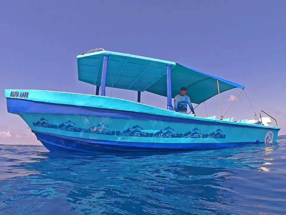Delfin Amor, the Divine Dolphin's tour boat | Divine Dolphins | About Divine Dolphins Whale & Dolphin Tours