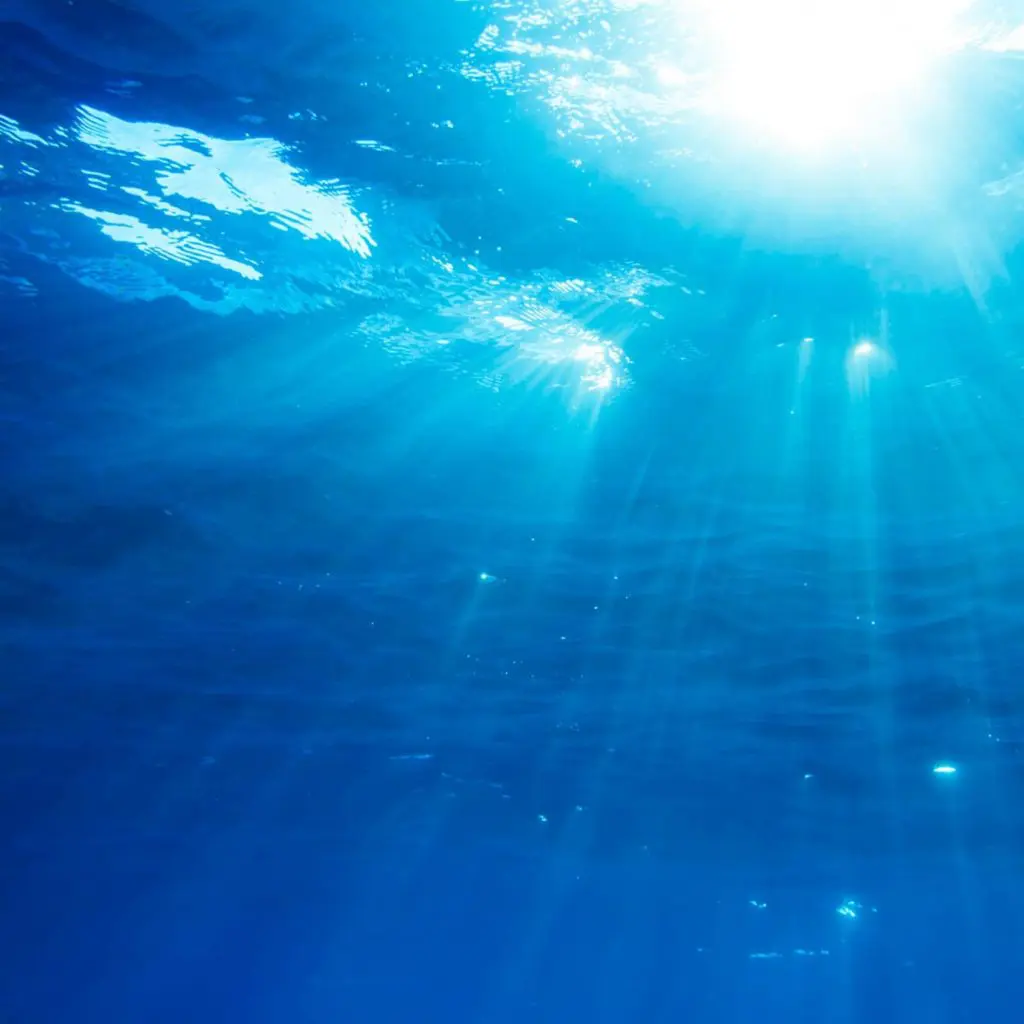 Divine Dolphin - Swim with Dolphins in Drake Bay, Costa Rica