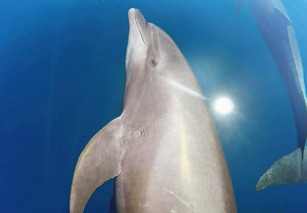 Bottlenose Dolphin in Drake Bay, Costa Rica