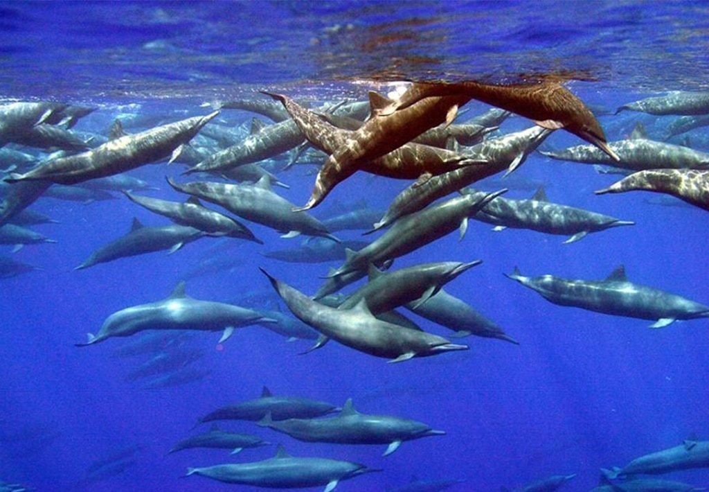 Spinner Dolphin Mega Pod in Drake Bay, Costa Rica