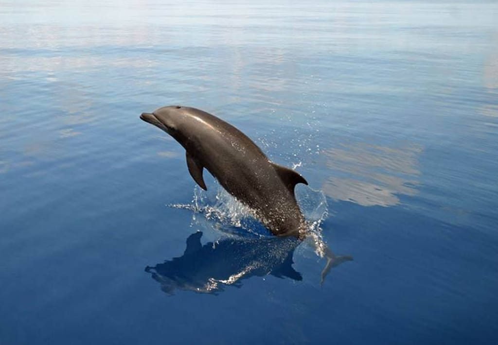 Bottlenose Dolphin in calm Pacific Ocean in Drake Bay, Costa Rica