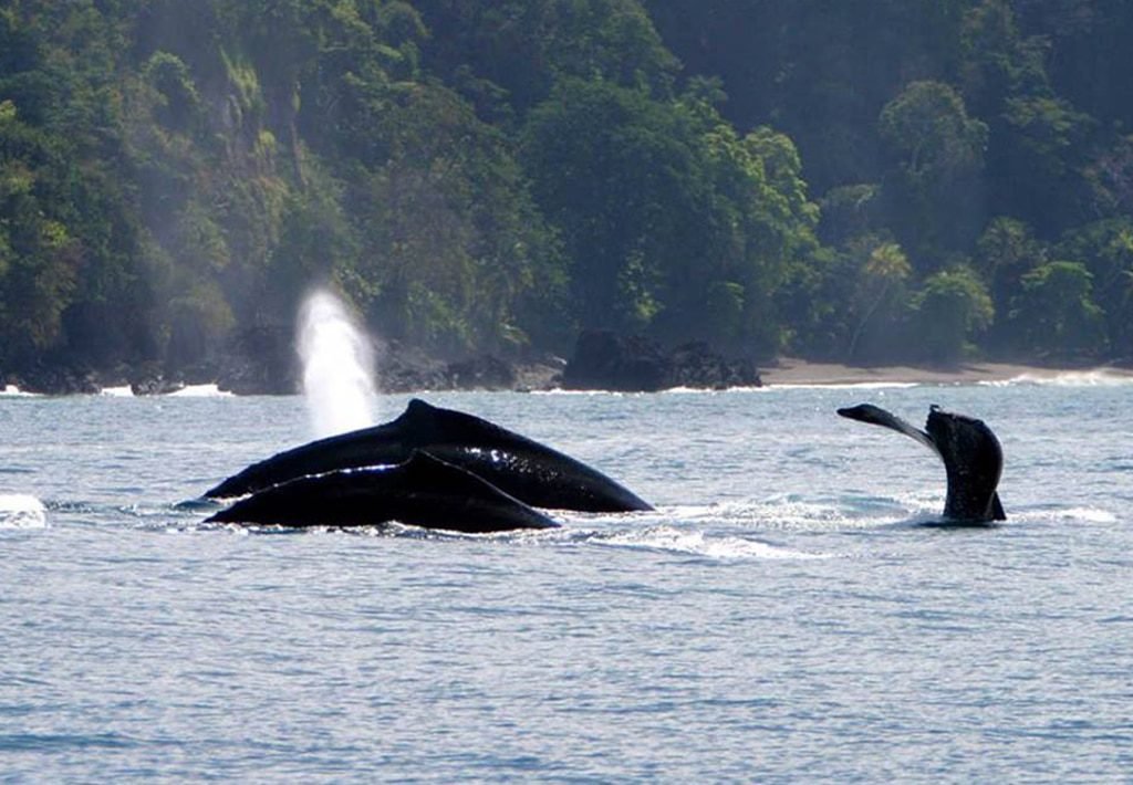 Humpback Whales at the coast of Drake Bay, Costa Rica