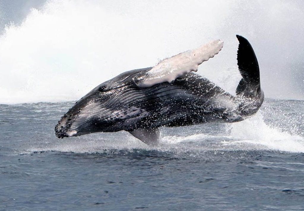 Baby Spirit, the Happy Humpback Whale in Drake Bay, Costa Rica