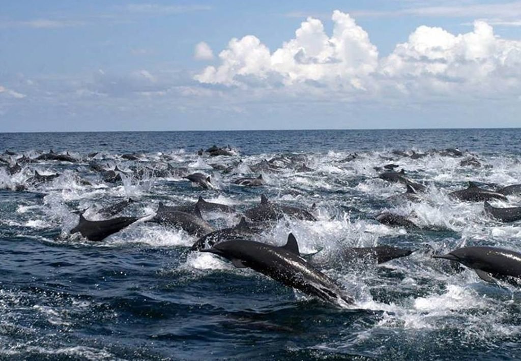 Spinner Dolphin stampede in Drake Bay, Costa Rica