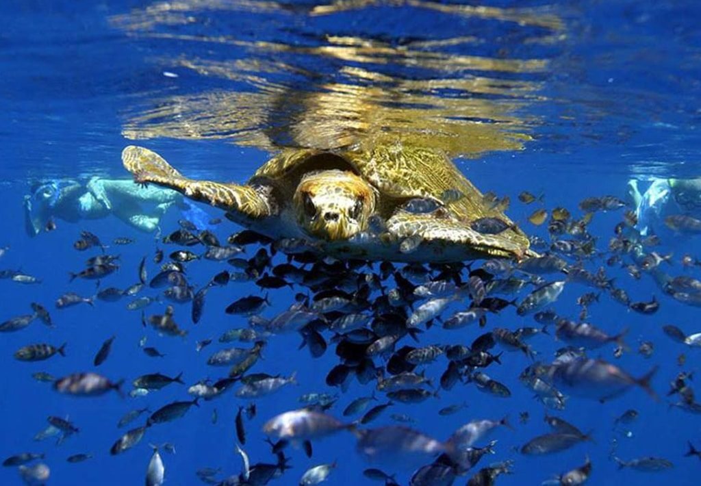 Olive Ridley Sea Turtle in Drake Bay, Costa Rica