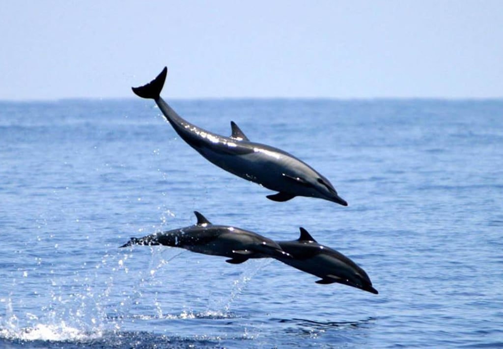Common Dolphins in Drake Bay, Costa Rica on the Osa Peninsula