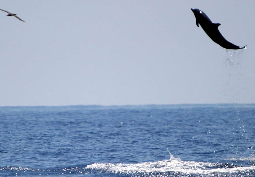 Flying Dolphins in Drake Bay, Costa Rica