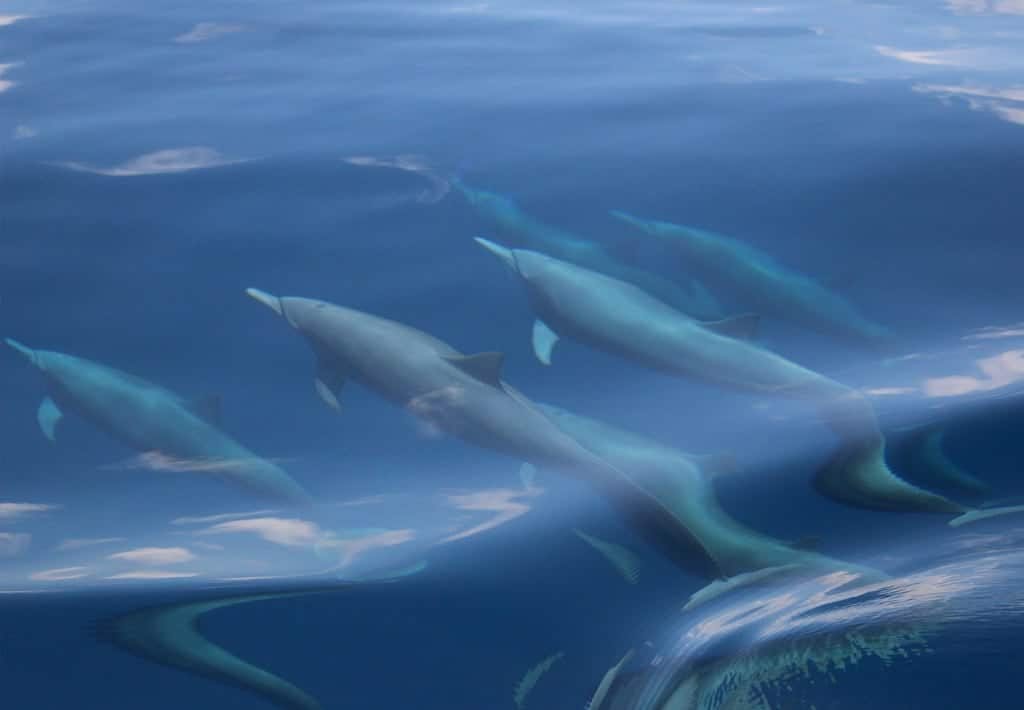 Spinner Dolphins in Drake Bay, Costa Rica