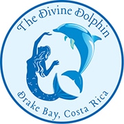 Divine Dolphin logo