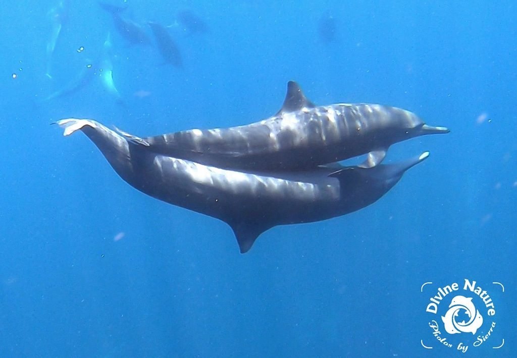 Contact Form | The Divine Dolphin Contact Form - Drake Bay, Costa Rica | Spinner Dolphin Sex in Drake Bay, Costa Rica