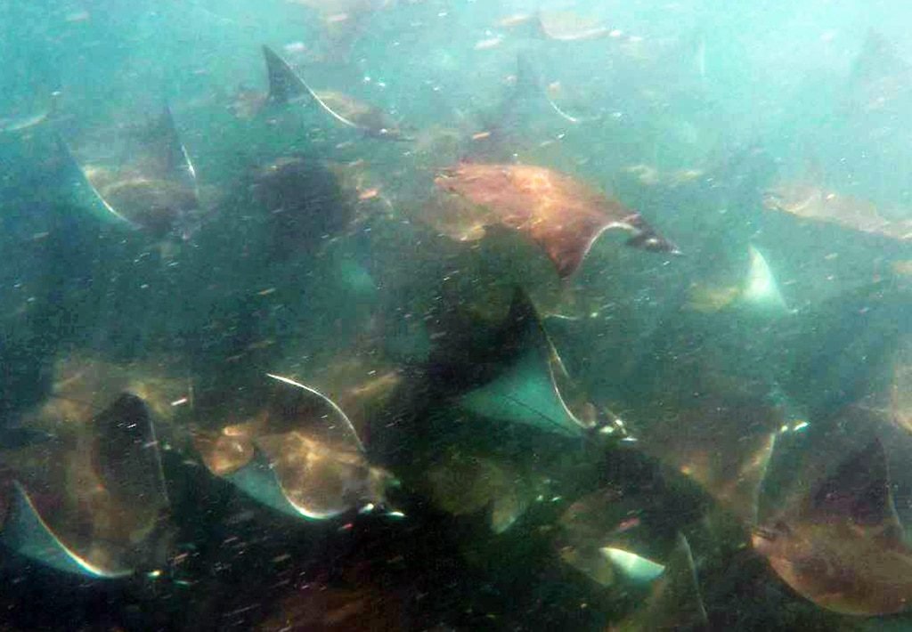 Devil Rays in Drake Bay, Costa Rica