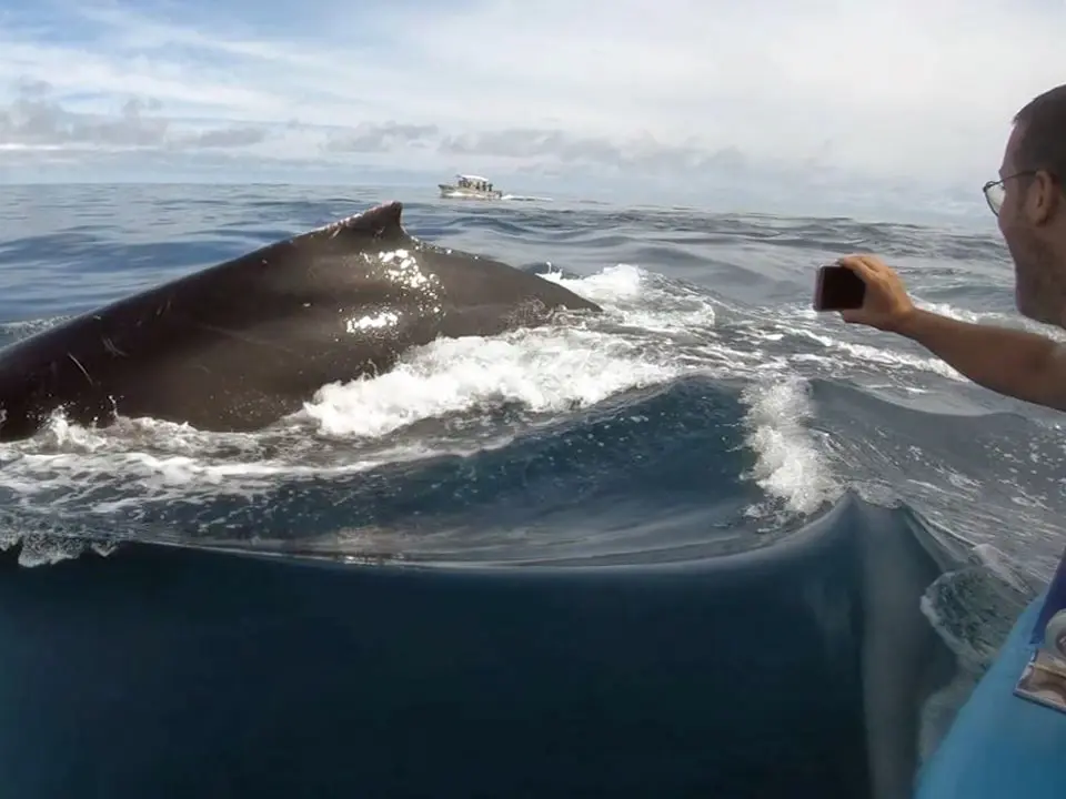 Whale Watching in Drake Bay, Costa Rica