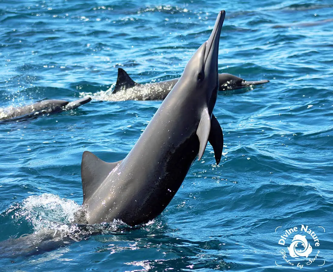 Spinner Dolphin in Drake Bay, Costa Rica
