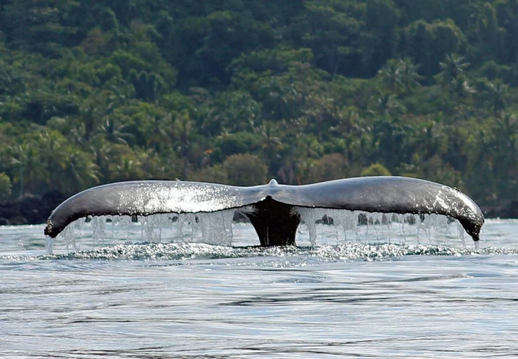 Whale Tail at Drake Bay, Costa Rica on the Osa Peninsula