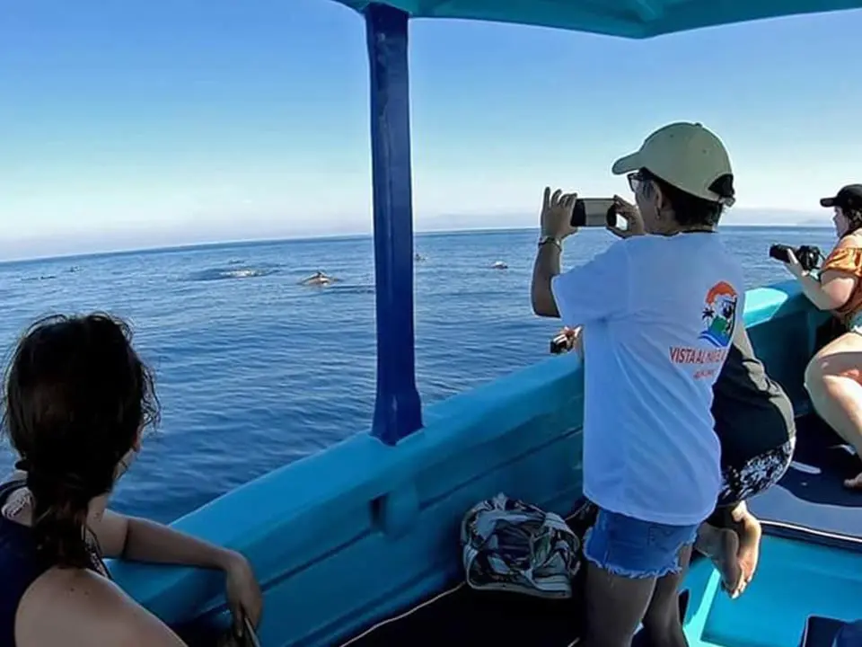 Dolphin Watching on our new tour boat, Delfin Amor in Drake Bay, Costa Rica