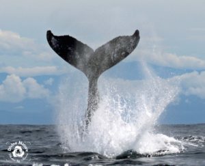 Humpback Whale Tail in Drake Bay, Costa Rica