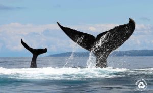 Whale watching | Costa Rica | Drake Bay
