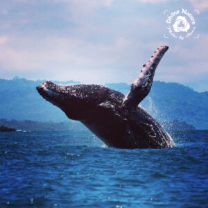 Costa Rica Whale Watching