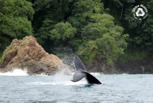 A humpback whale plays by the pristine coast of Drake Bay, Costa Rica